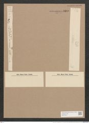 Synedra ulna var. subaequalis (Grun.) V. H. (de-Toni-Nr.: Genus 66, Species 2584) Zeichnungen Sammlung Grunow Nr. 5240 (NHMW-BOT-W0373612)